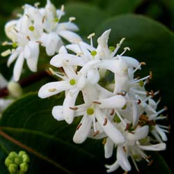 Heptacodium de Chine / Heptacodium jasminoides